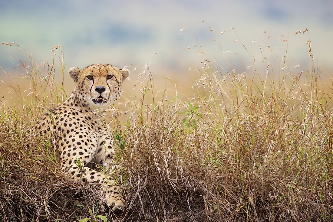 Cheetahs can often be found throughout savannahs.
