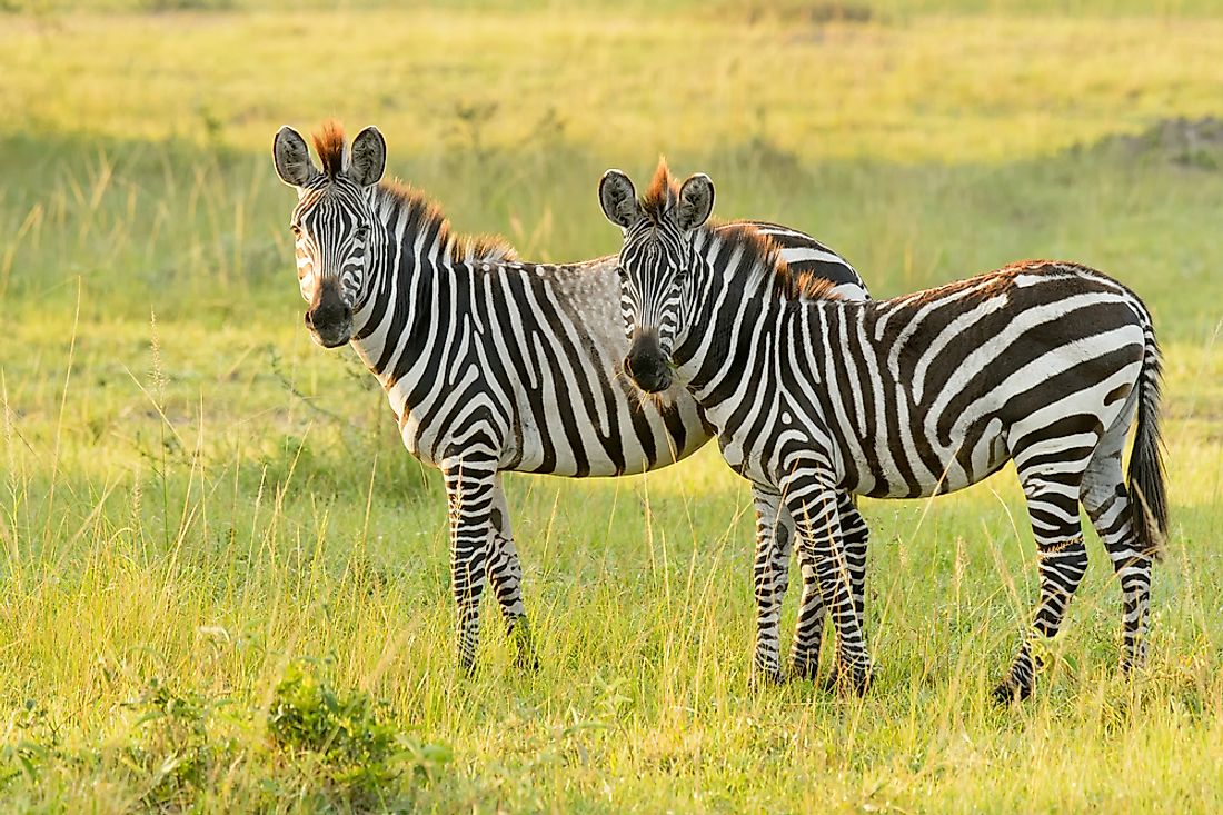 The plains zebra is the most common zebra type. 