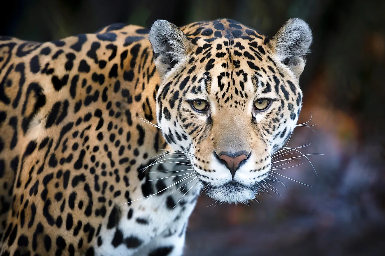 Jaguar, close up.