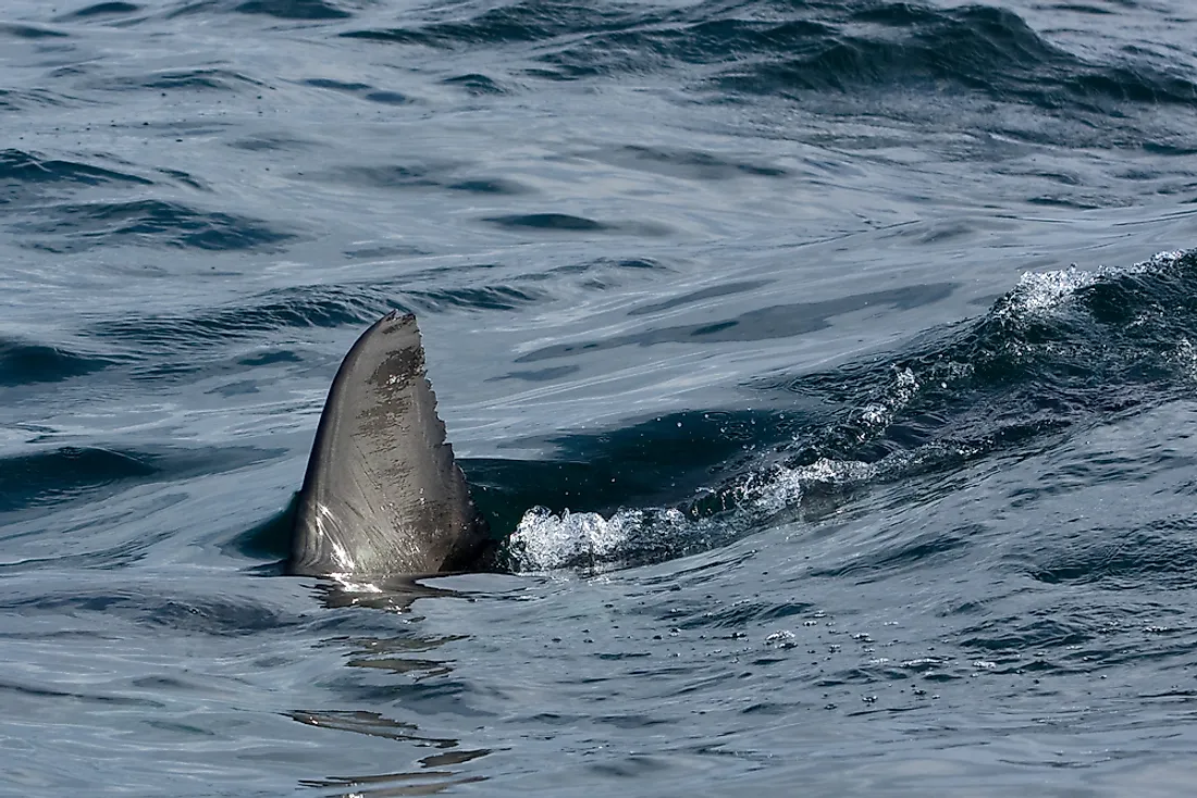 Shark finning is the cruel practice of cutting off shark fins. 