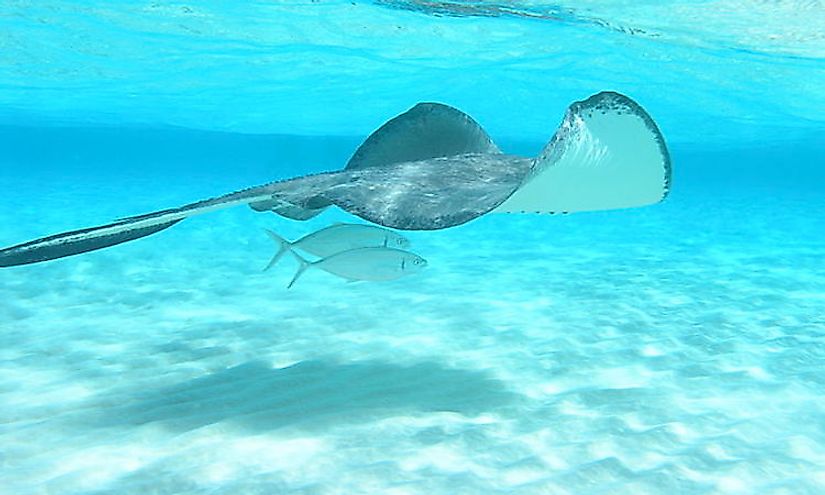 Stingray passing through – Stingray City, Grand Cayman