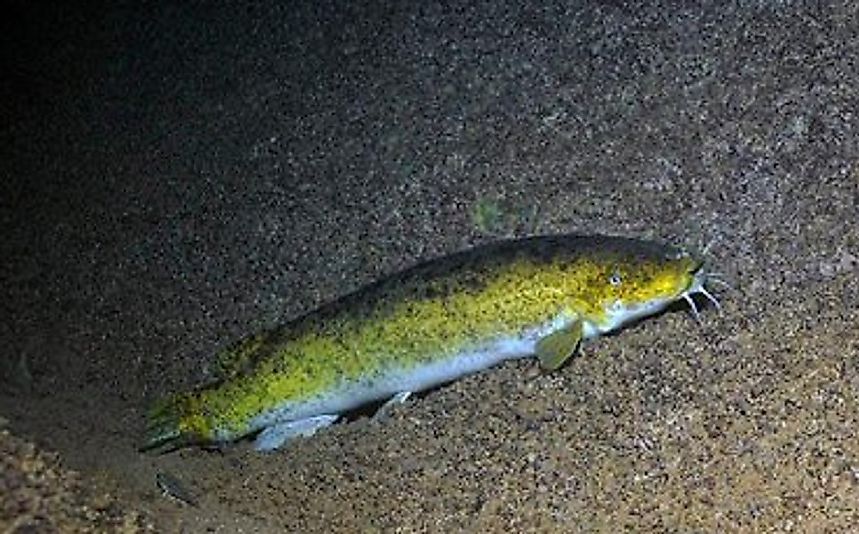 A Lake Tanganyika Electric Catfish.