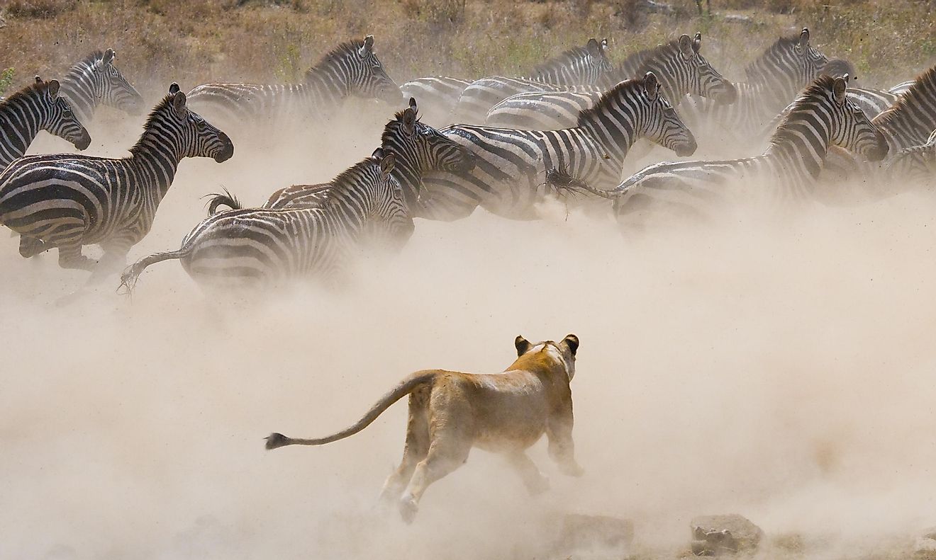 Lioness chasing zebras in the Serengeti National Park, Tanzania