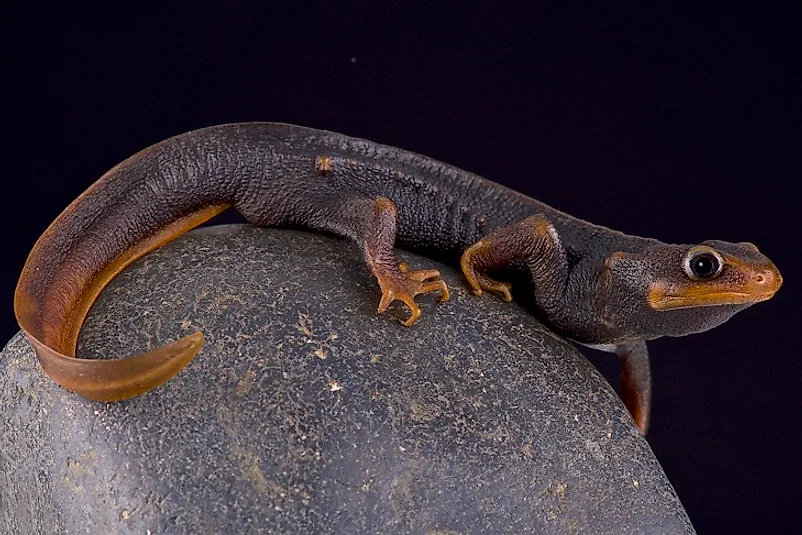 A Himalayan Newt.