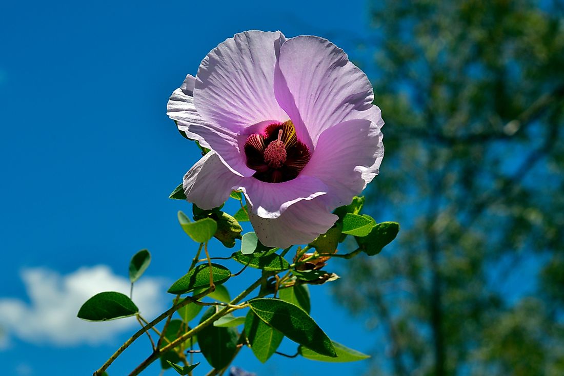 trug fjer købe Native Plants Of Australia - WorldAtlas