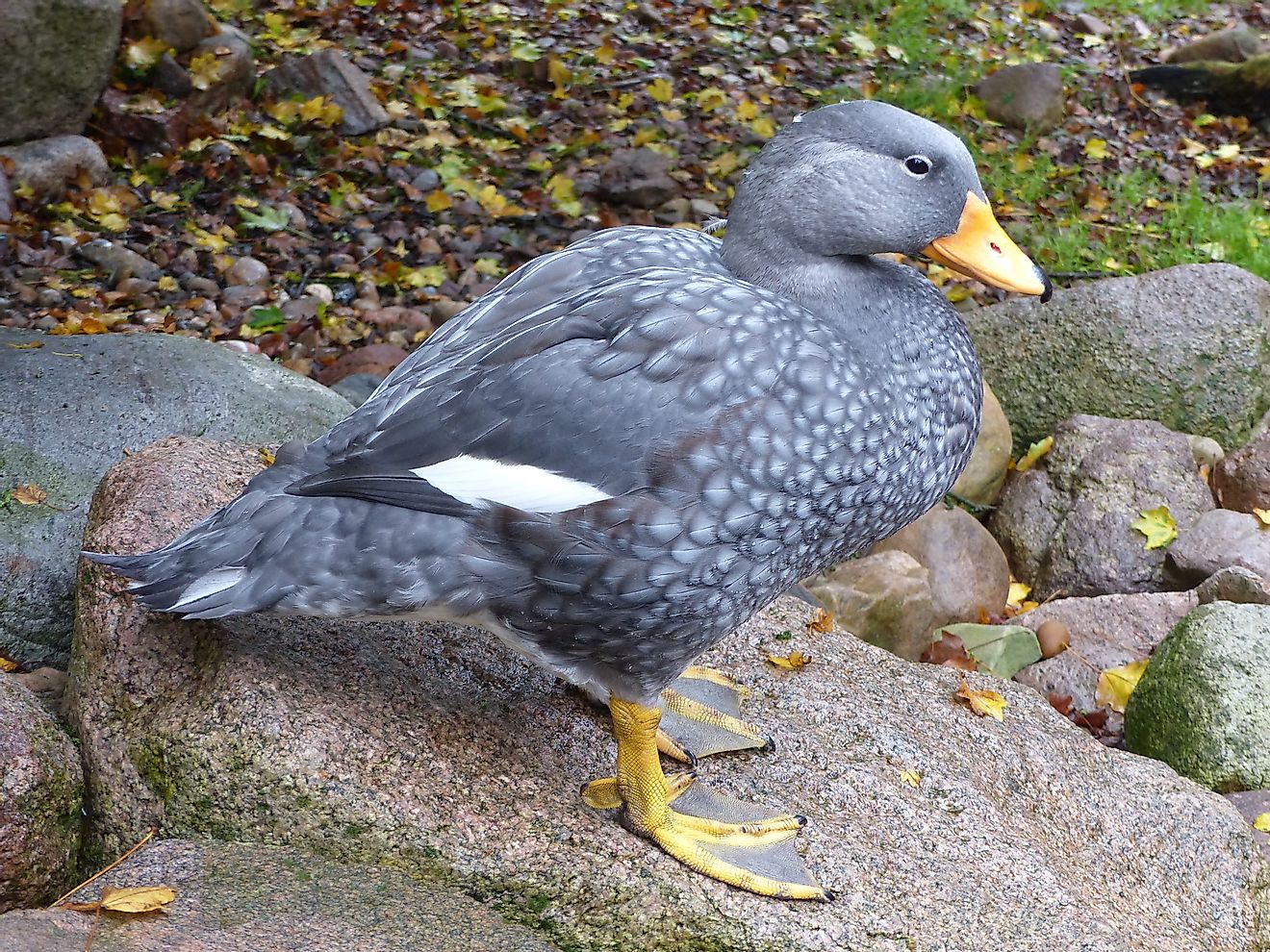 Fuegian steamer duck. Image credit: guentermanaus/Shutterstock.com