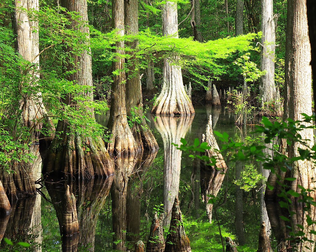 Cypress trees and their reflections along a trail in early summer at First Landing State Park in Virginia Beach, Virginia