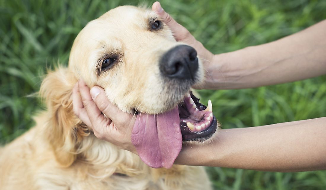 Dogs have a long history of interactions with humans.