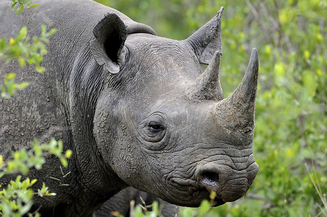A black rhinoceros. 