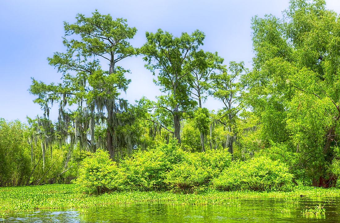 The Atchafalaya River Basin has a large population of Louisiana Black bears.