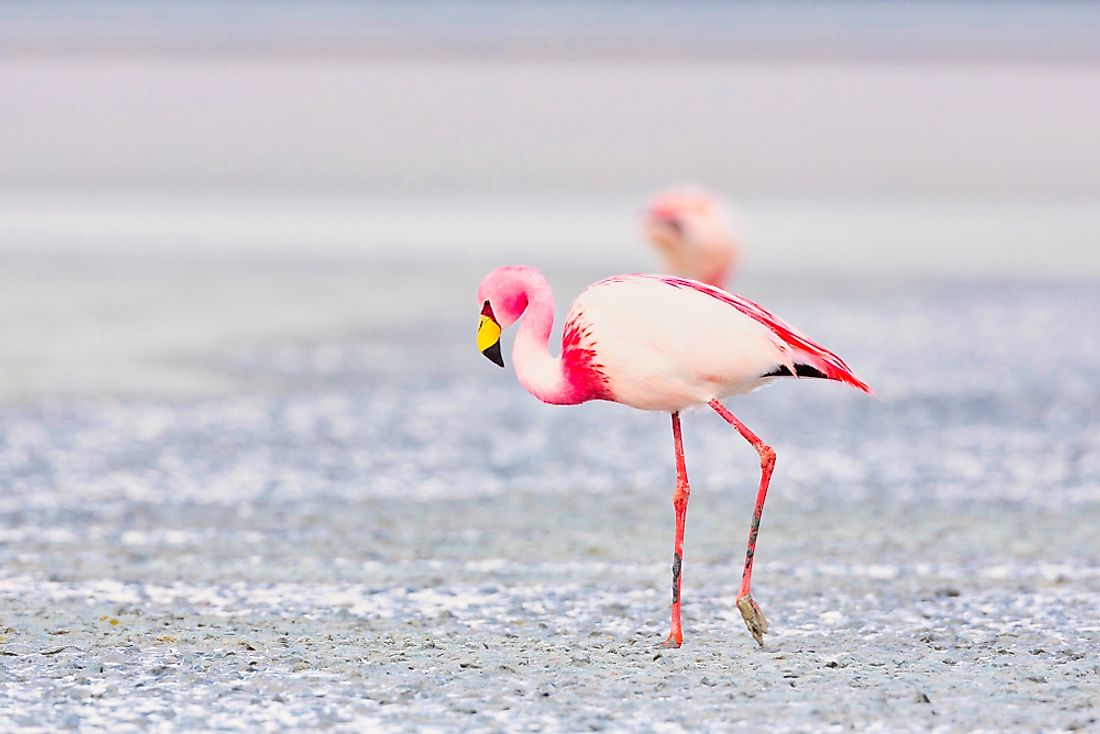 A flamingo walks through the Andes.