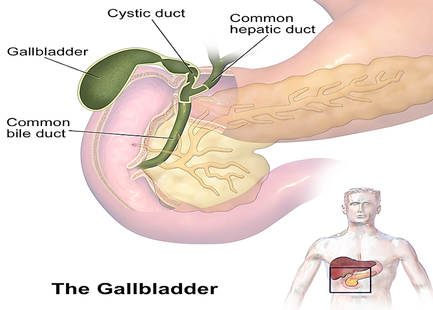 The anatomy of the human gall bladder.