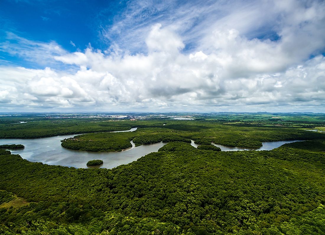 The Amazon rainforest in Brazil. 