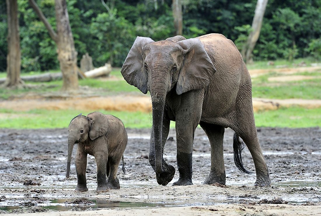 Forest elephants can be found in Nouabalé-Ndoki National Park. 