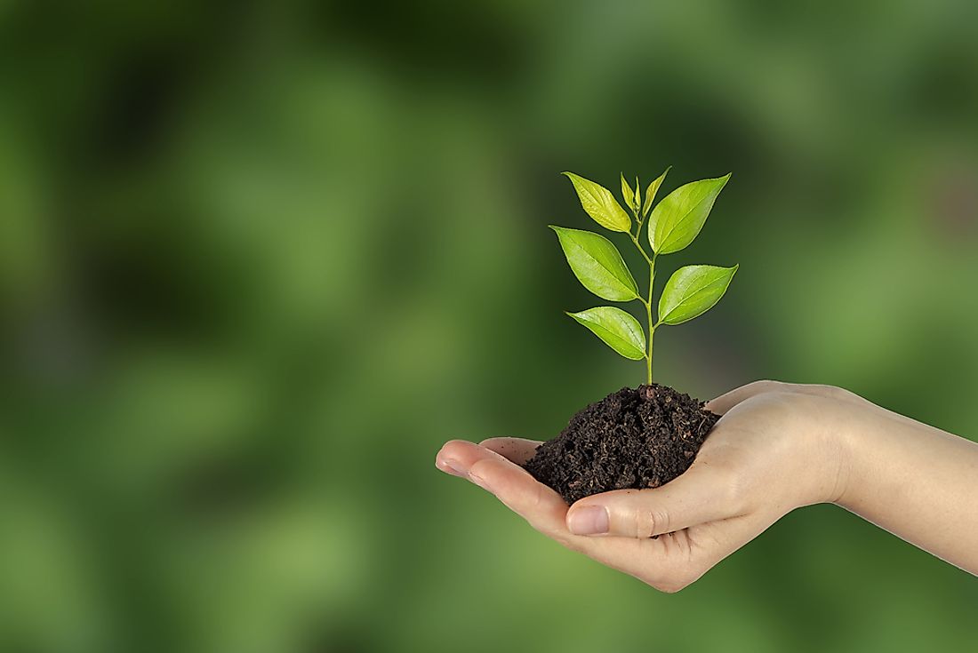 Planting a tree is an example of a carbon offset. 