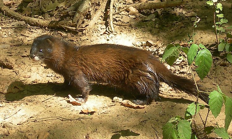 The European mink.