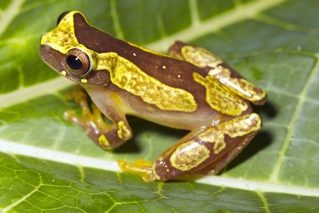 An hourglass tree frog. 