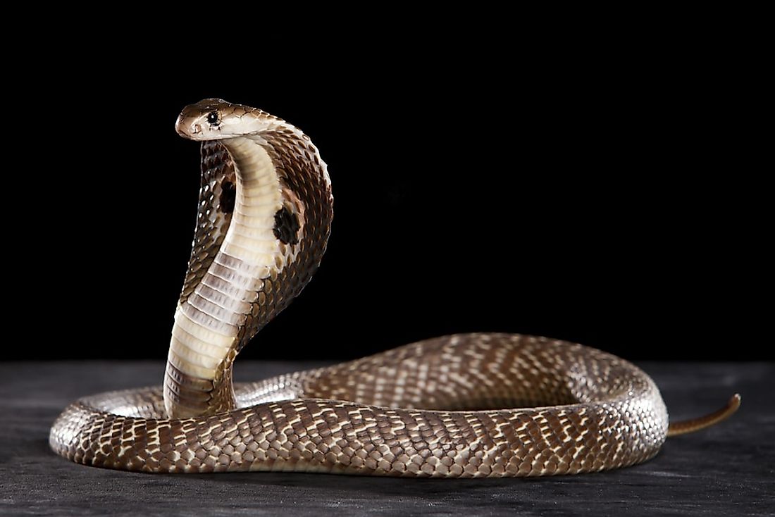 Deadly venomous King cobra is not a true cobra! 