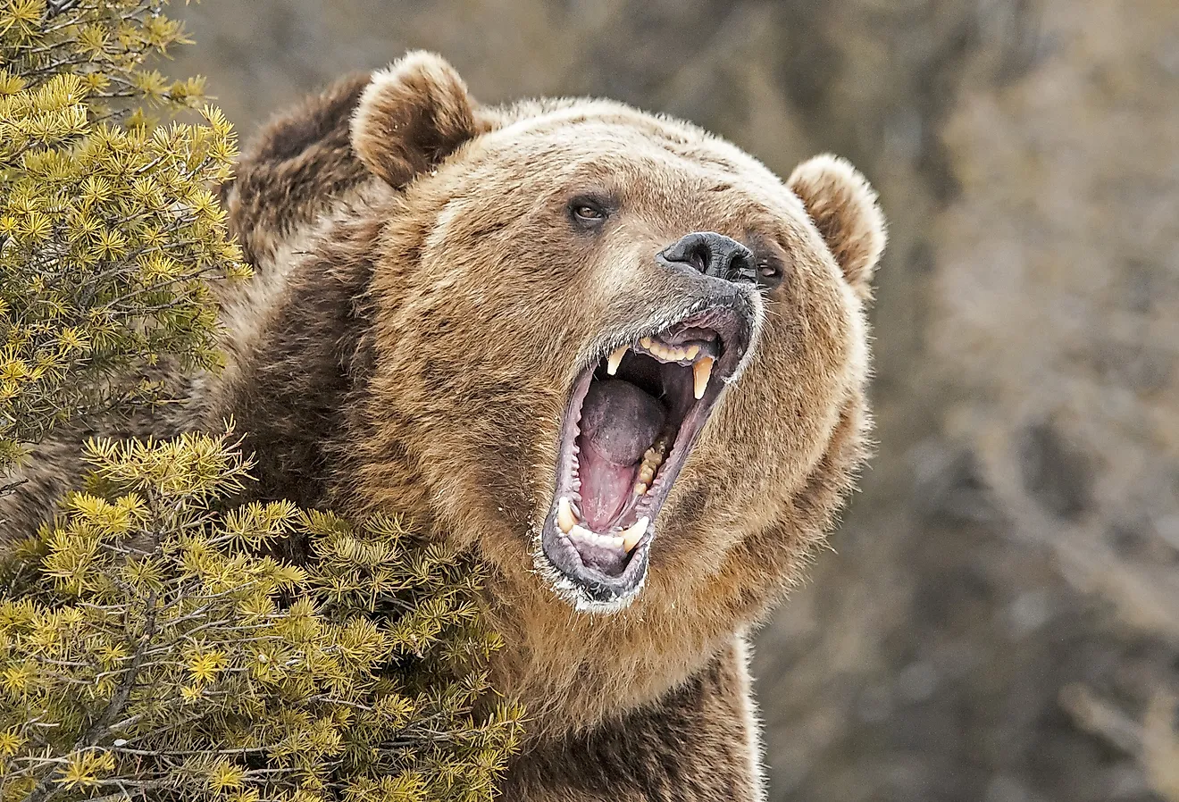 Roaring Grizzly Bear behind bush.