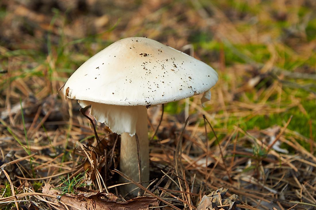 The aptly named "death cap" mushroom.