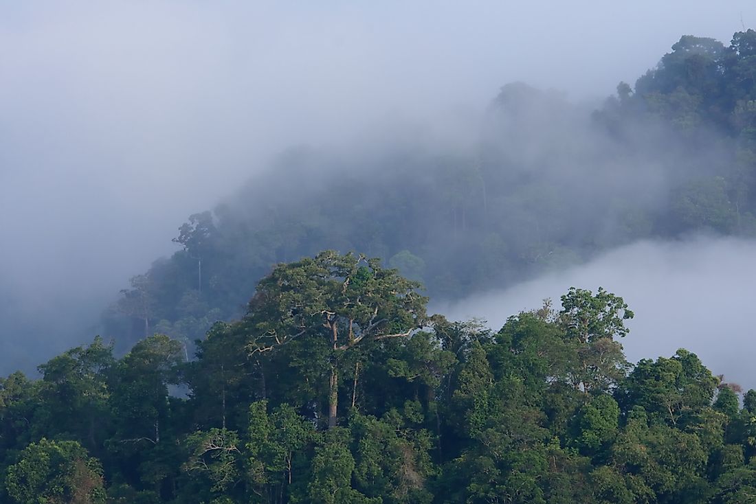 The Amazon Rainforest in Ecuador. 