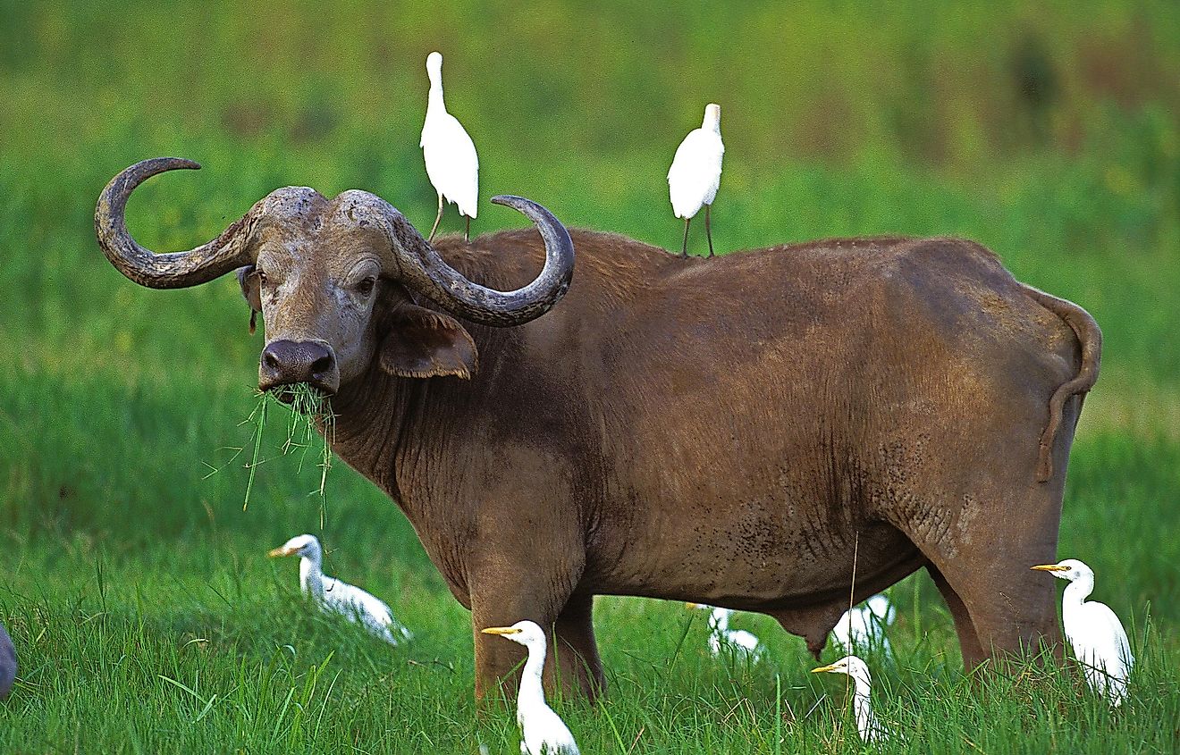 Buffalo surrounded by cattle egret - an example of commensalism.