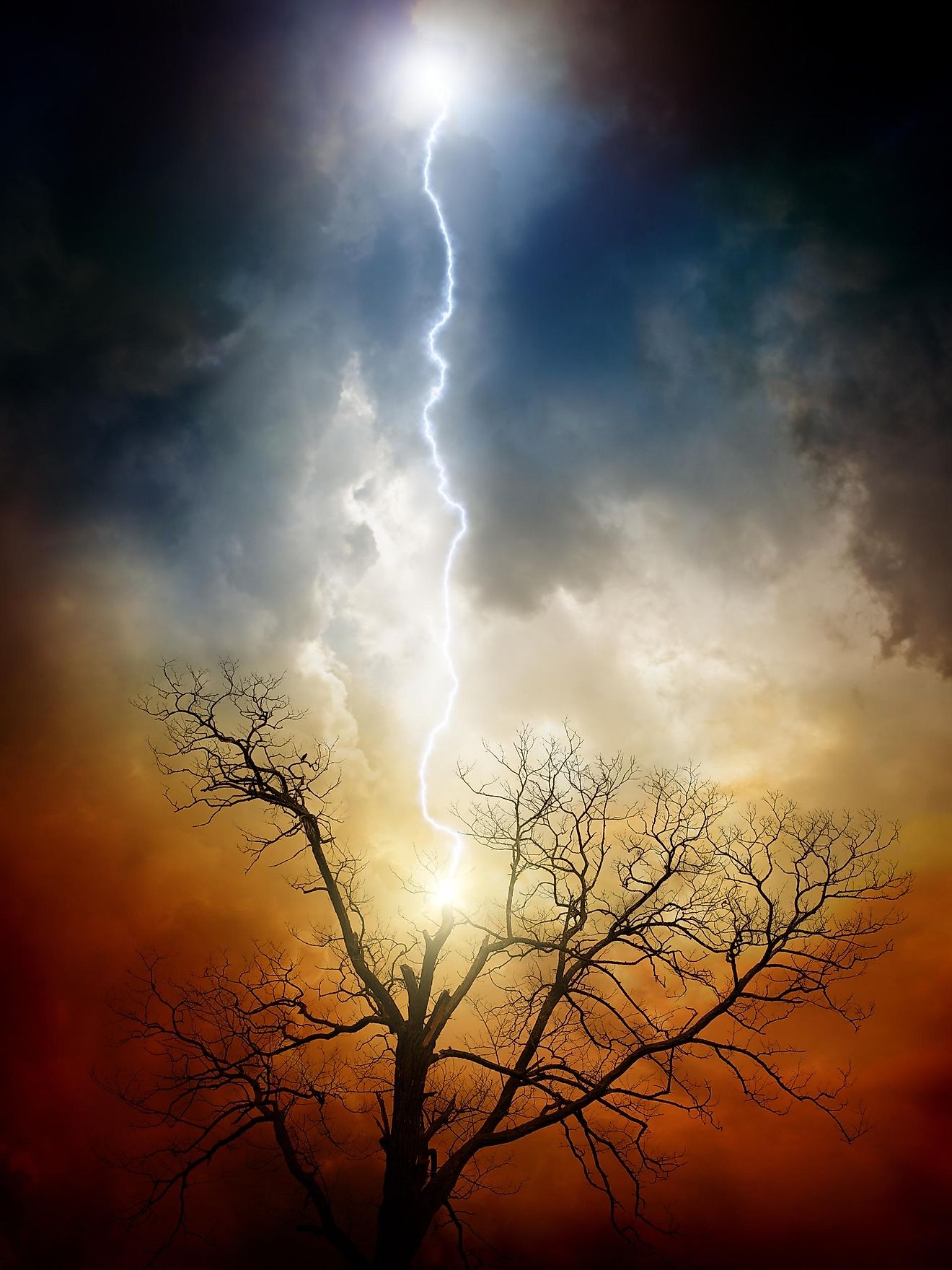 Due to the fact that a lighting strike transmits enormous amounts of heat, it can make a tree explode, literally.