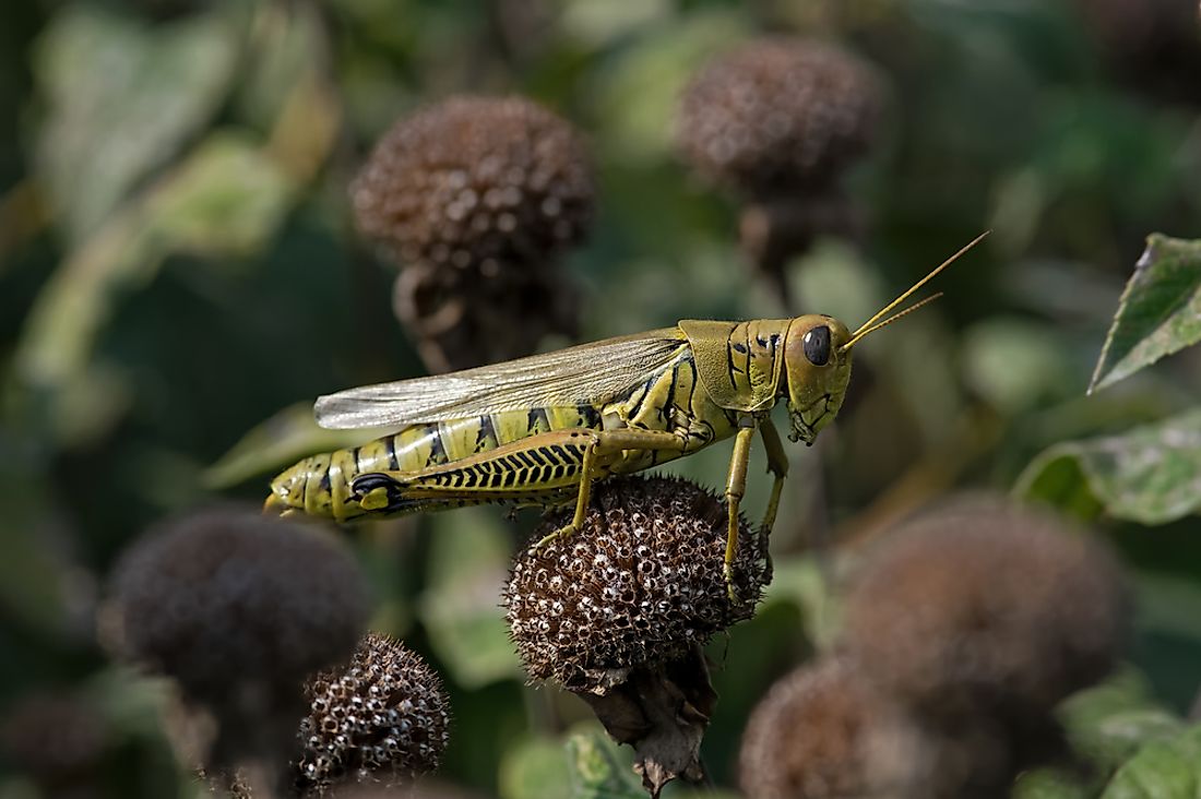 Grasshoppers are part of the order Orthoptera in the suborder Caelifera.