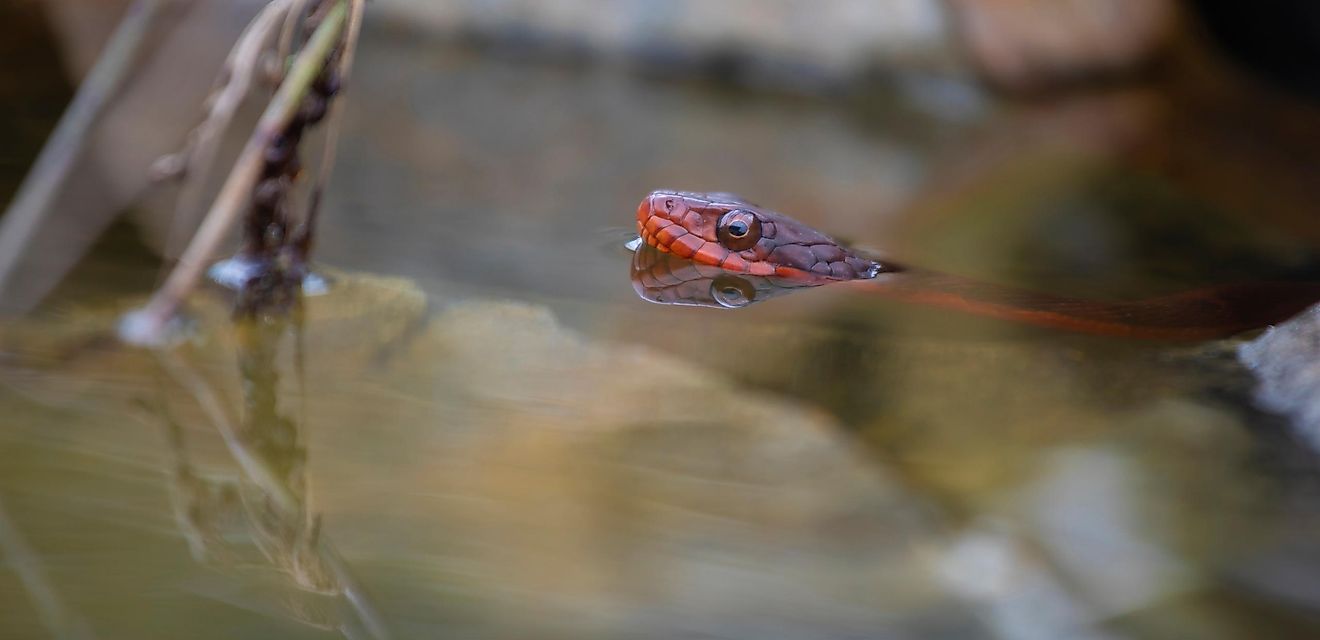 Red-bellied water snake