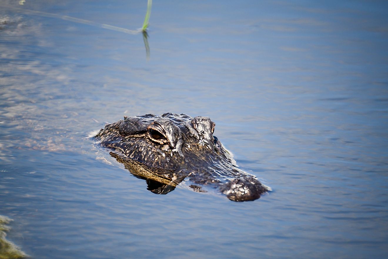 alligator in Texas