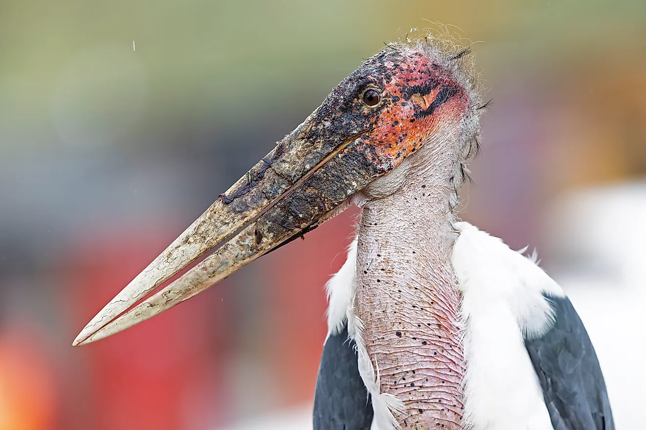 A marabou stork (Leptoptilos crumenifer)