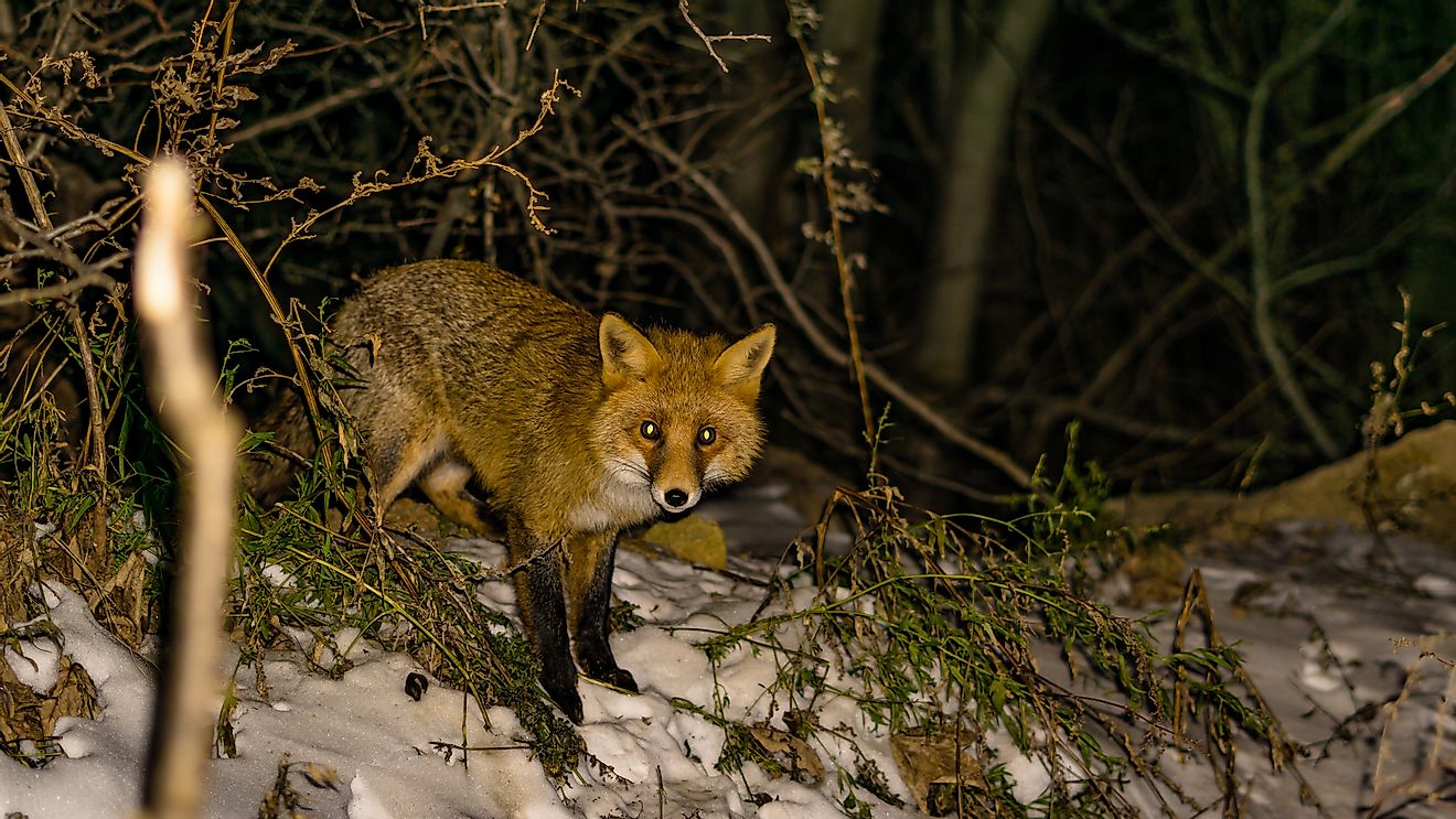 A red fox in a forest at night. Image credit: Boyan Georgiev Georgiev/Shutterstock.com