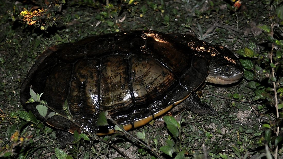 A Patagonian swamp turtle. 