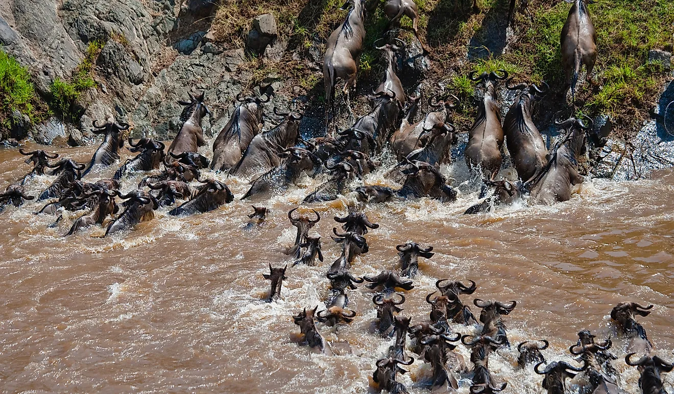 Wildebeests crossing the Mara river.