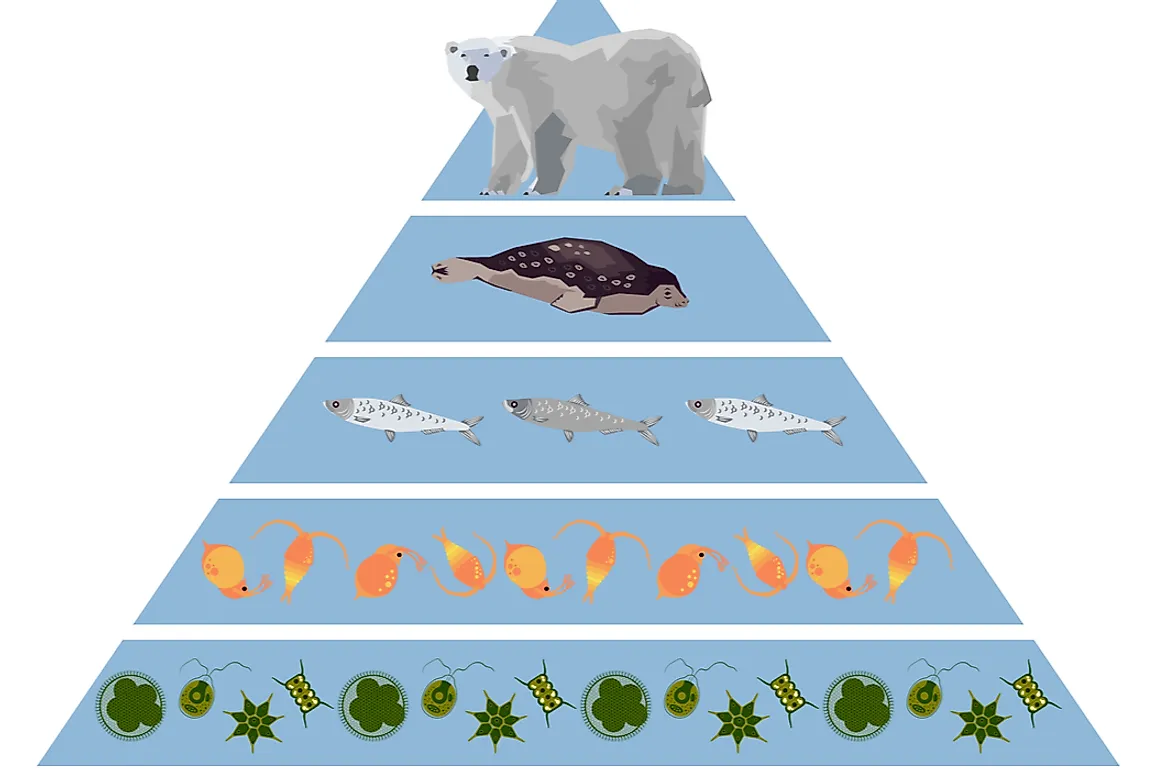 Secondary consumers rely on other animals for food.