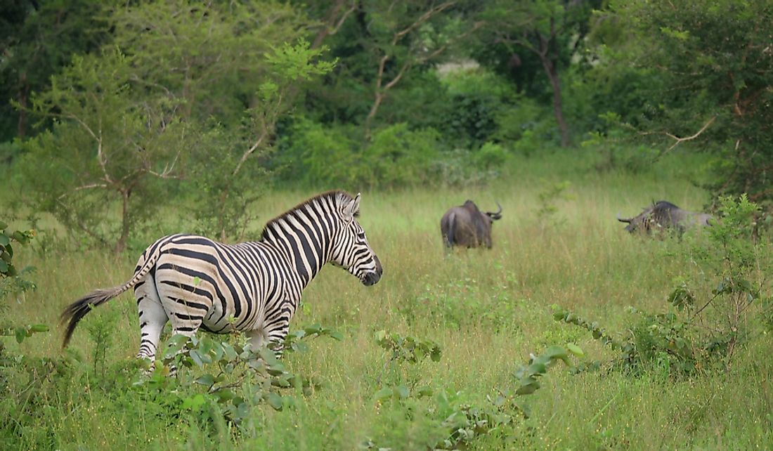 Zebra in Oti-Kéran National Park in Togo.