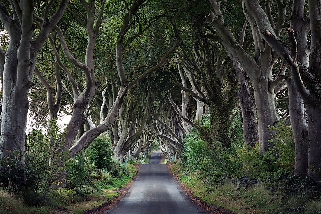 The Dark Hedges is thought to be the most photographed spot in Northern Ireland.
