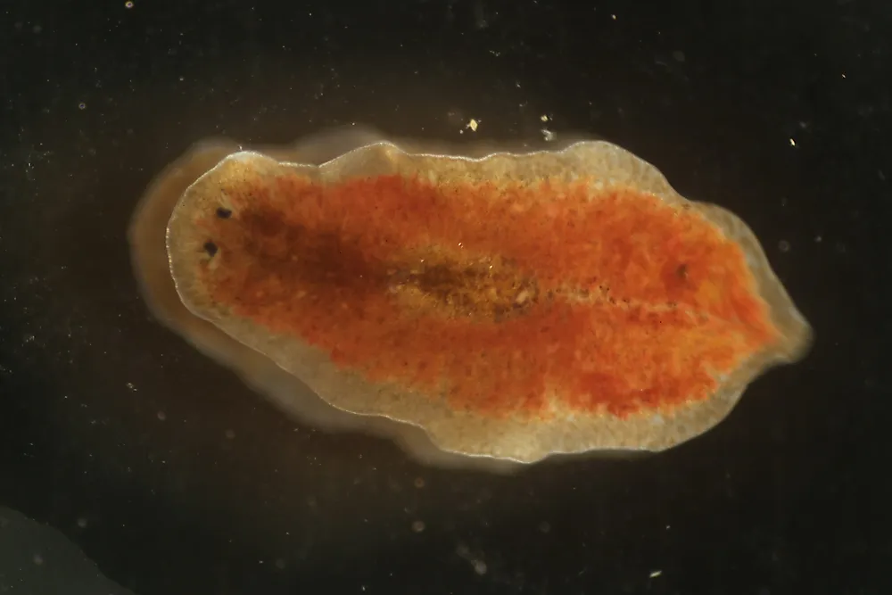 A flatworm under a microscope. 