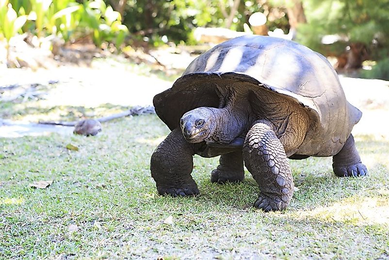 A Giant Tortoise in the Aldabra Atoll.