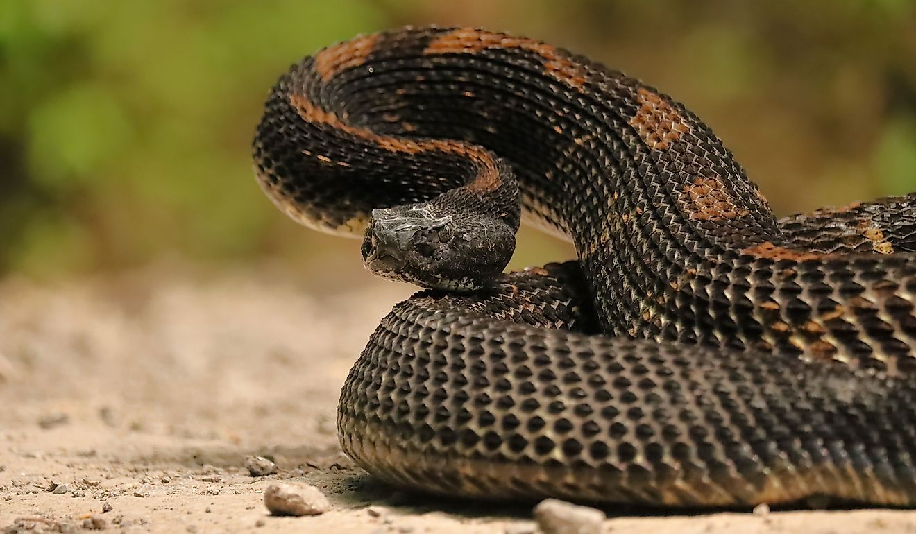 Gorgeous Timber Rattlesnake.