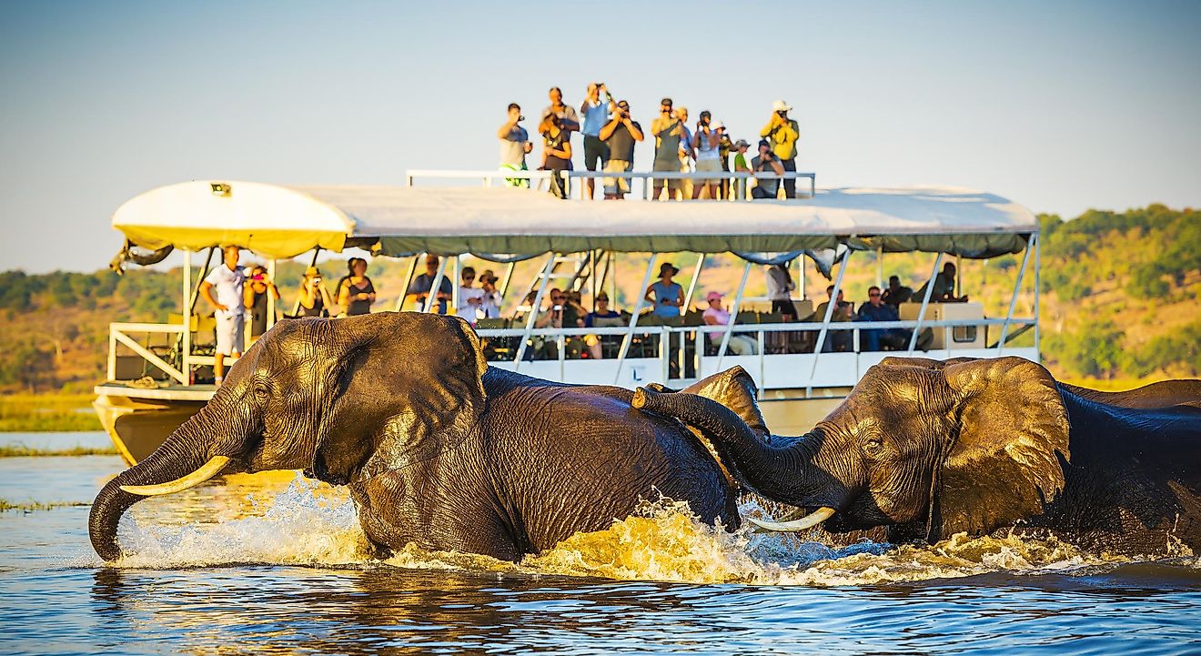 African Elephants swimming across the Chobe River, Botswana with tourists on safari watching on. Image credit: THPStock/Shutterstock.com