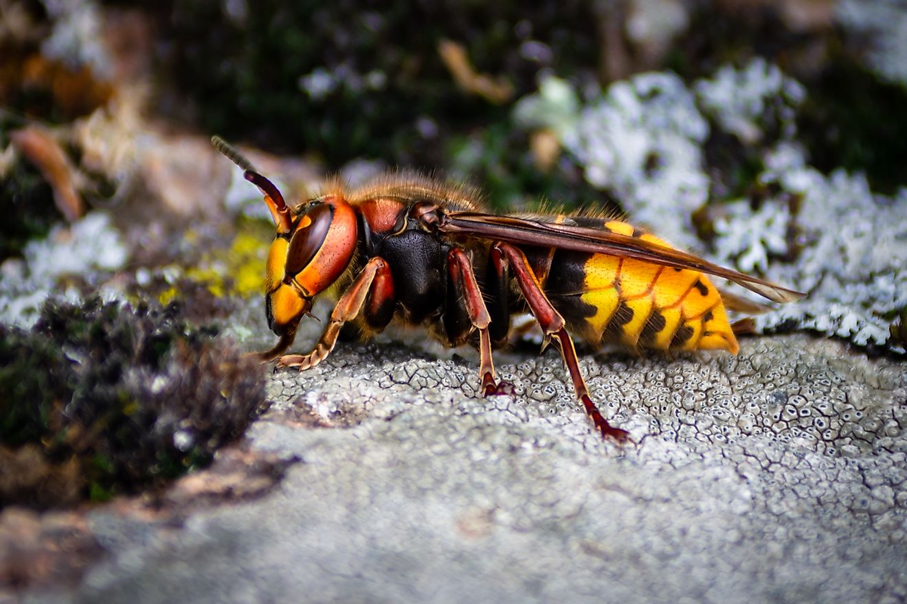 Also known as the Vespa mandarinia, the asian giant hornet is the largest hornet species in the world.
