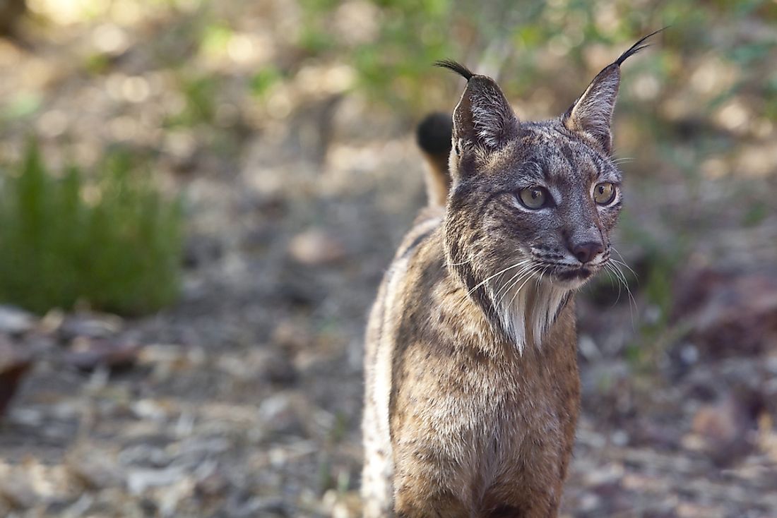 The Iberian lynx is the world’s most endangered species of cat and can be found in Spain. 