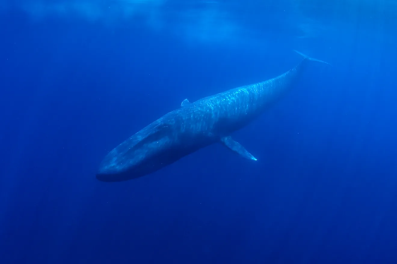 Blue Whale underwater. 