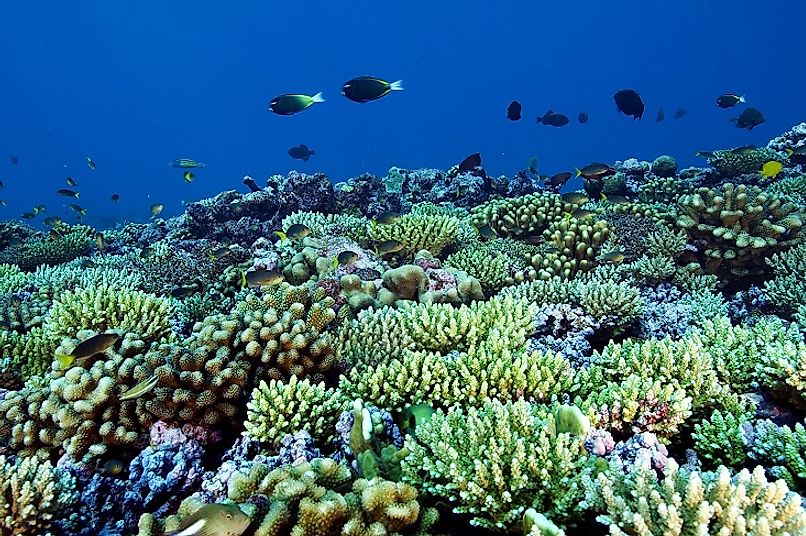 Coral reef ecosystems in the Phoenix Islands Protected Area.