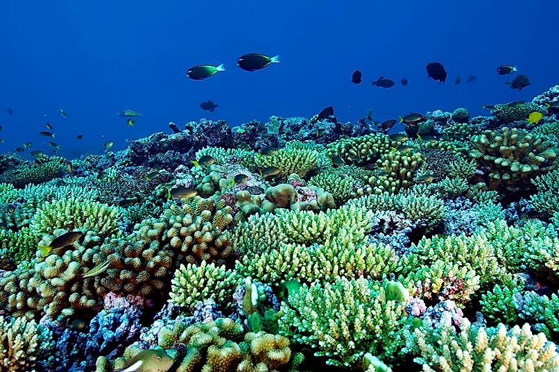 Coral reef ecosystems in the Phoenix Islands Protected Area.