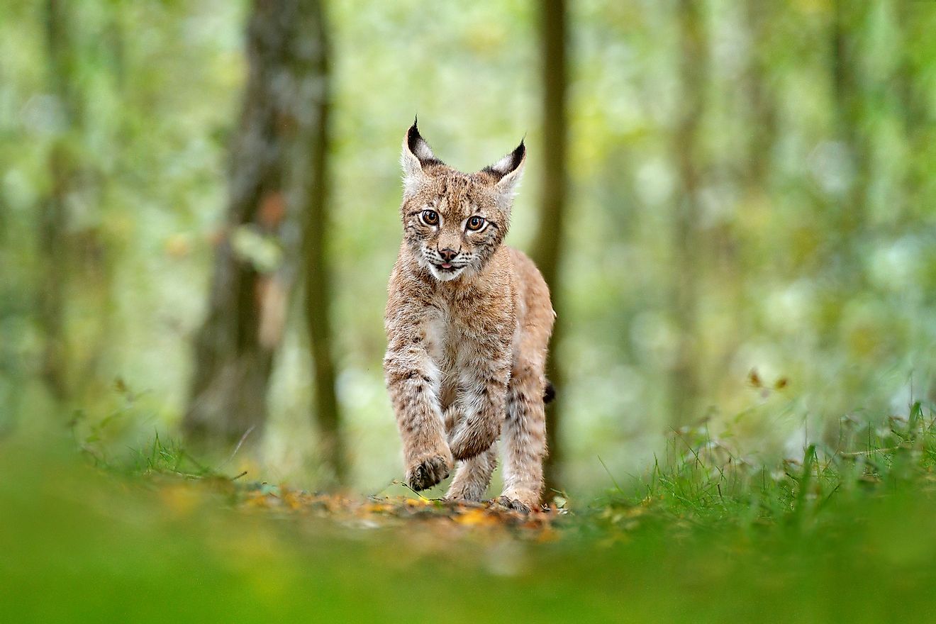A Eurasian lynx in Russia. Image credit: Ondrej Prosicky/Shutterstock.com