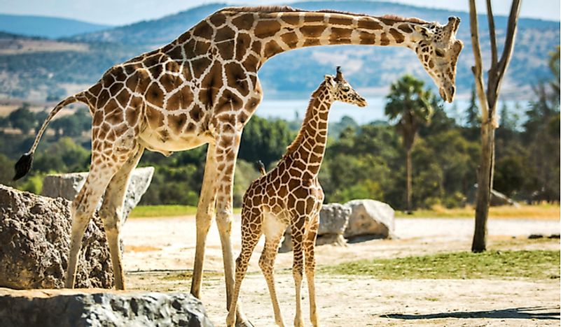 Uniquely patterned gentle giants, giraffes are the tallest animals in the world. Here are some interesting facts about giraffes!