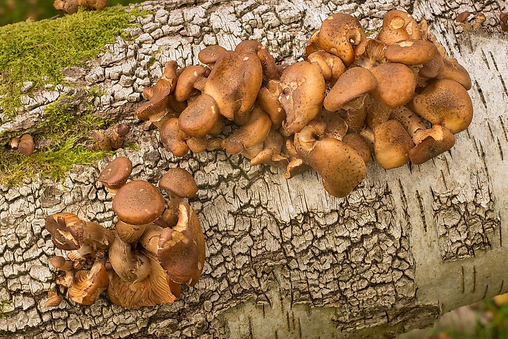 Armillaria ostoyae feed on living trees. 