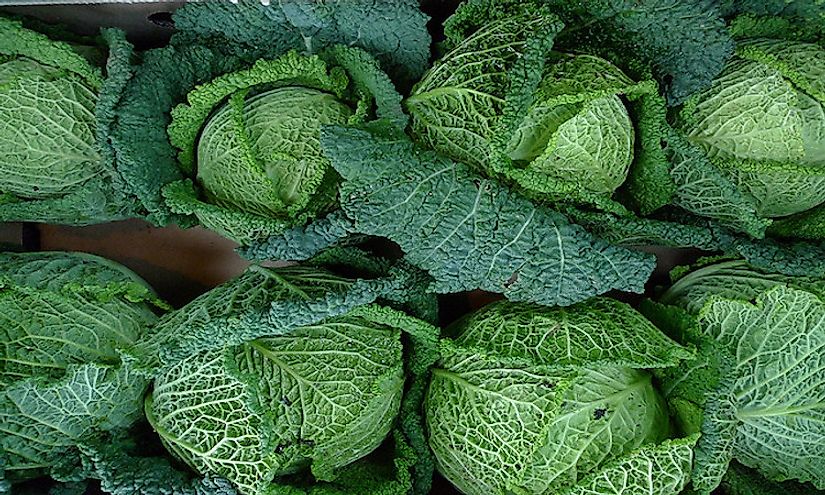 Cabbages for sale.